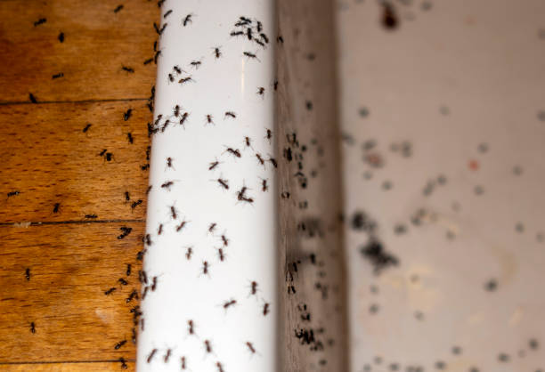 Best Insect Control  in Cross Plains, WI